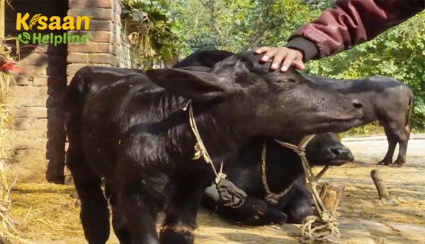 भारत फाइनेंशियल इन्क्लूजन लिमिटेड पशुधन देखभाल प्रदान करने के लिए महाराष्ट्र सरकार के साथ साझेदारी की